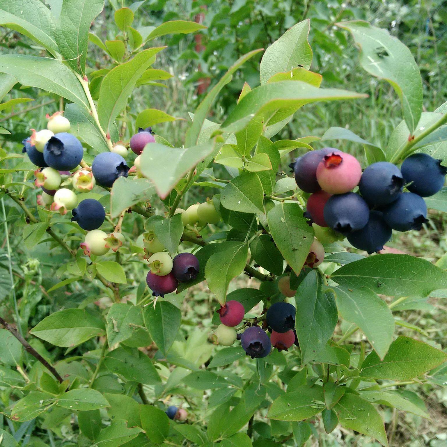 Loveberry - Există o convingere falsă, că producțiile ECO și BIO sunt ...