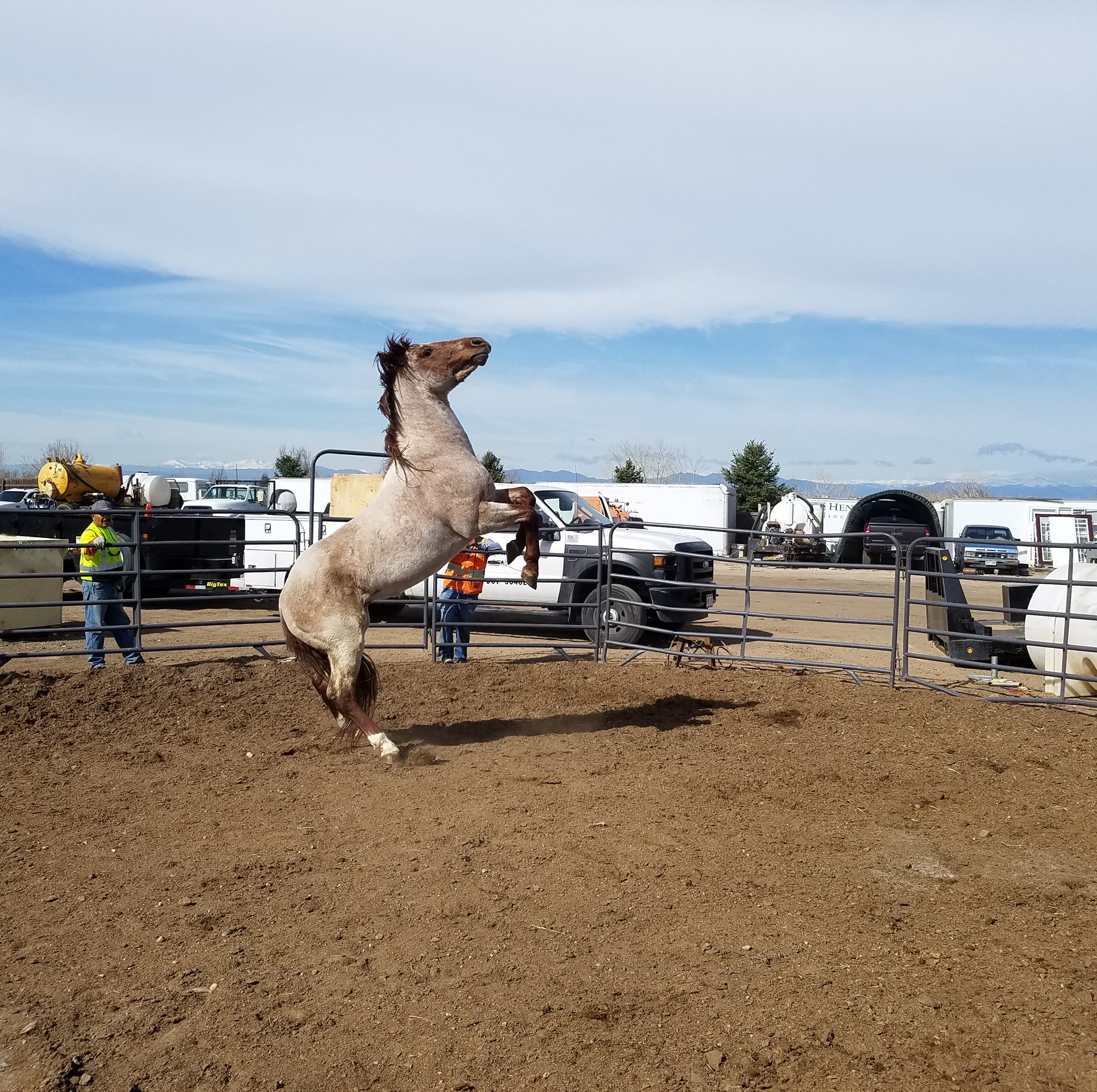 Everything Equine Colorado | 5 year old blue roan pony | Facebook