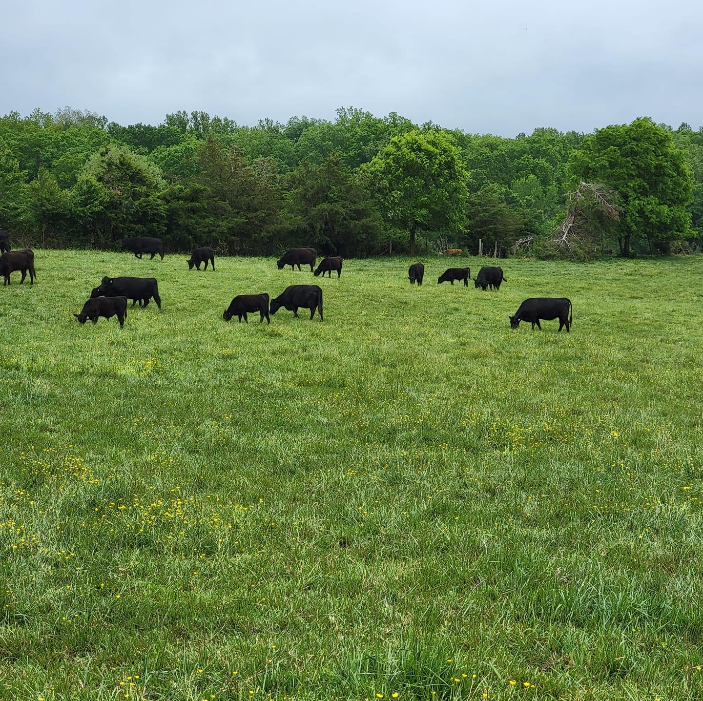Mr. Chubby Checkers is full of himself this morning! | Sand Ridge Farm