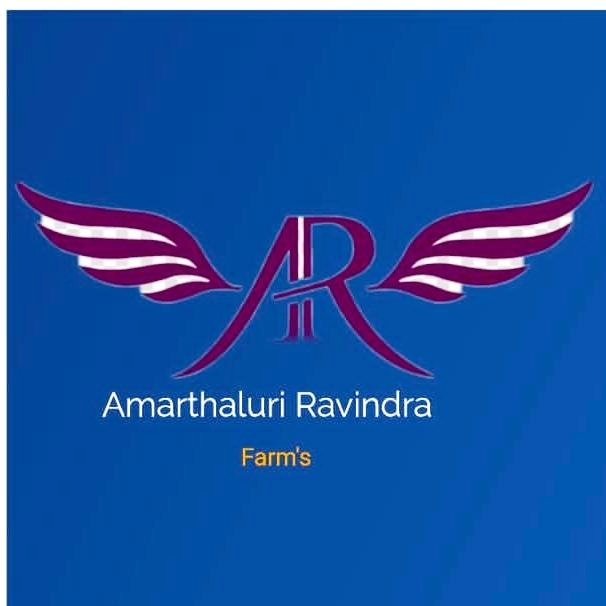 Harsha gari punjulu top quality breed available #pandem | Ravindrababu