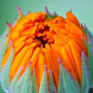 Herb Society of WA - Southern Districts - Peel Region | Baldivis WA