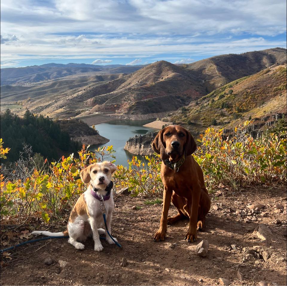 Hunting Dogs for sale in Utah | Facebook