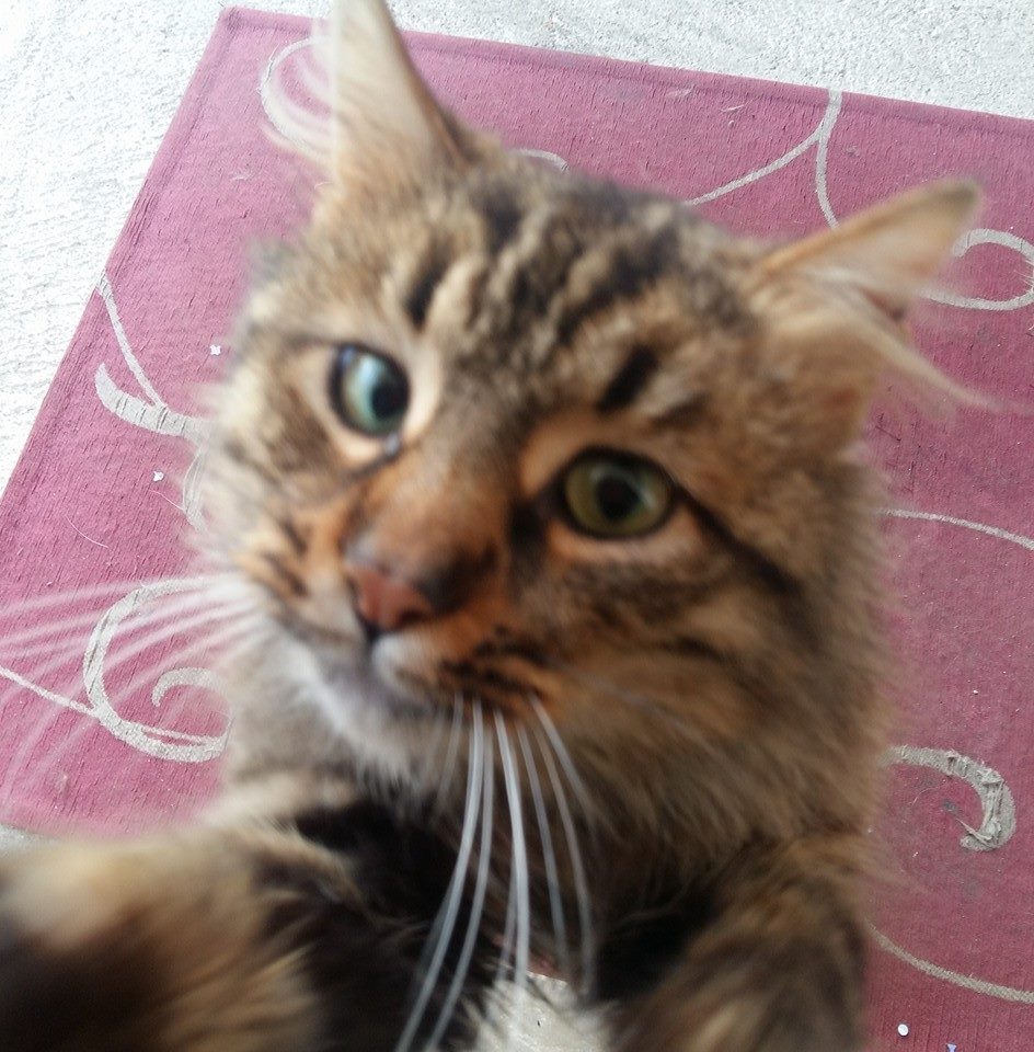 Gatto matto
