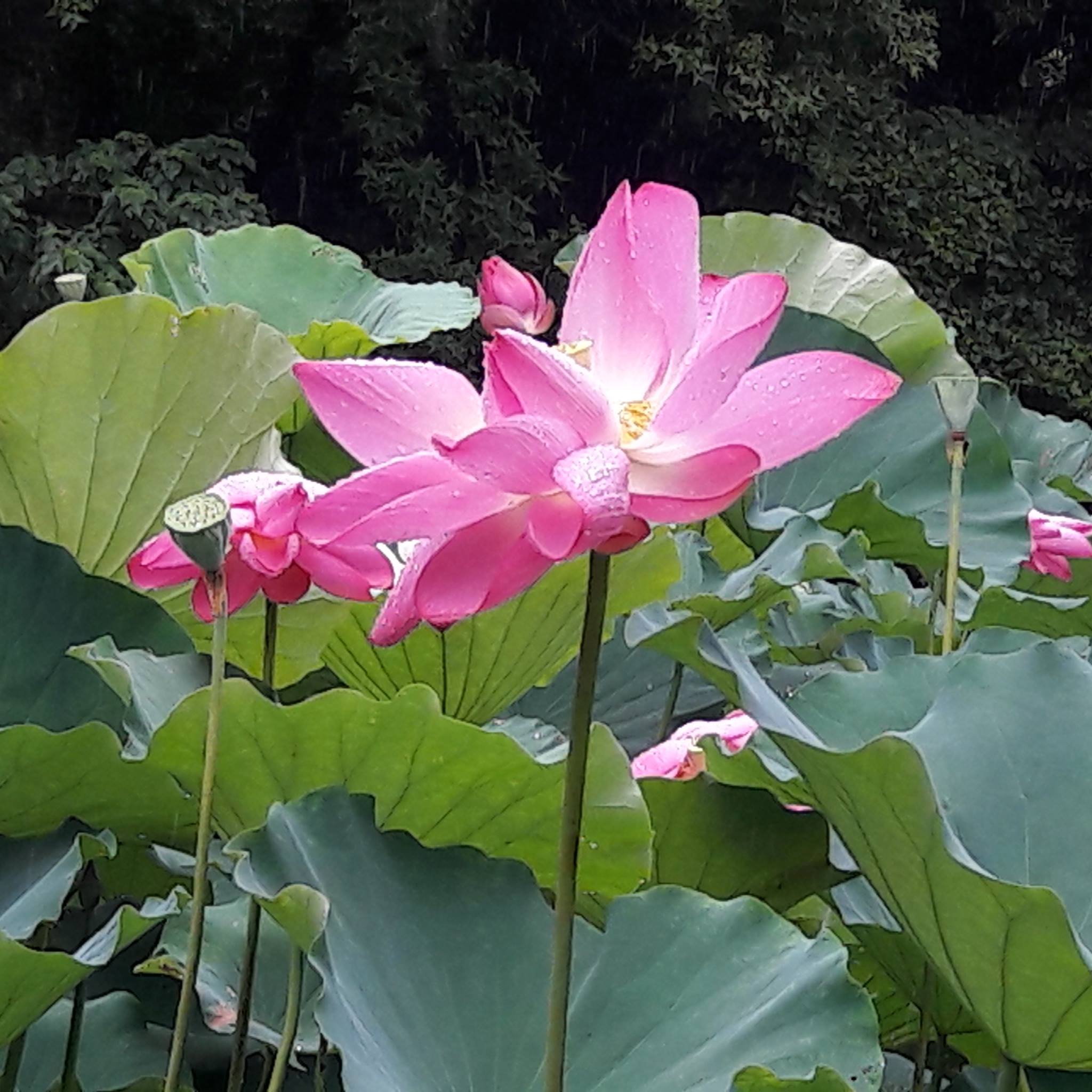 世界俚諺俗語格言名句鑑賞 | # **賊仔，狀元才 | Facebook