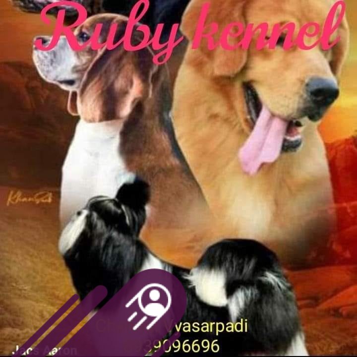 Ruby Pets Chennai Vyasarpadi