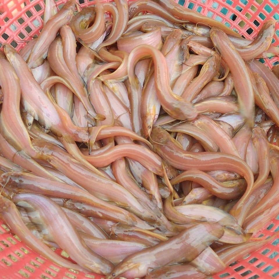 Sheikh Fish Farm | Patiram