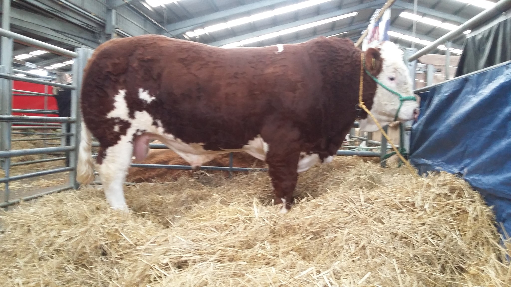 Lot 240 – ISLAVALE RUDOLPH 24 from Mr W S Stronach, Sold for 16,000 gns ...