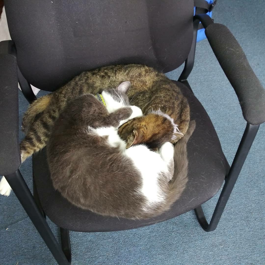 tuxedo Cat's owners | Facebook