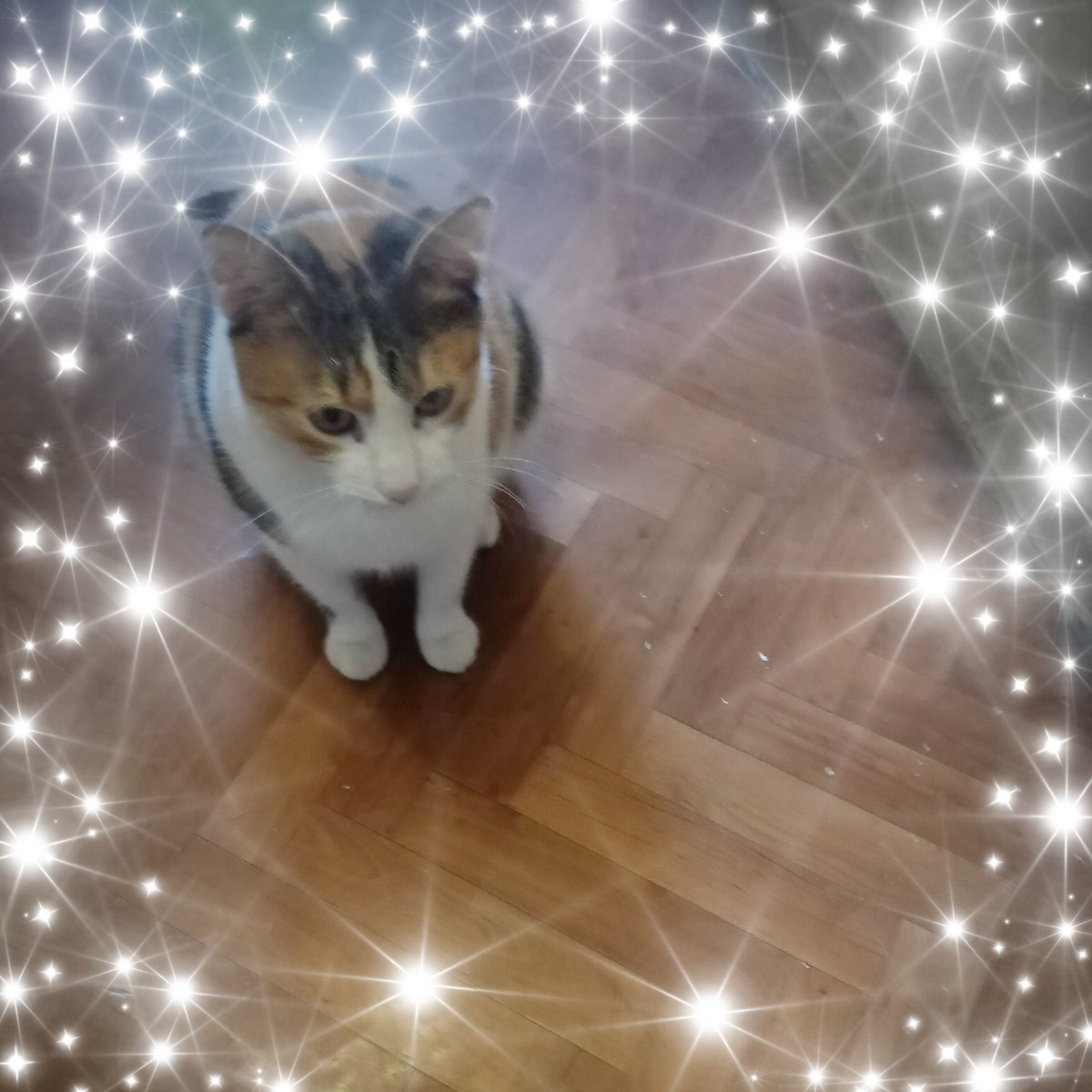 Trombofilija i sve o njoj | Zdravo, zanima me da li je neka trudnica ...