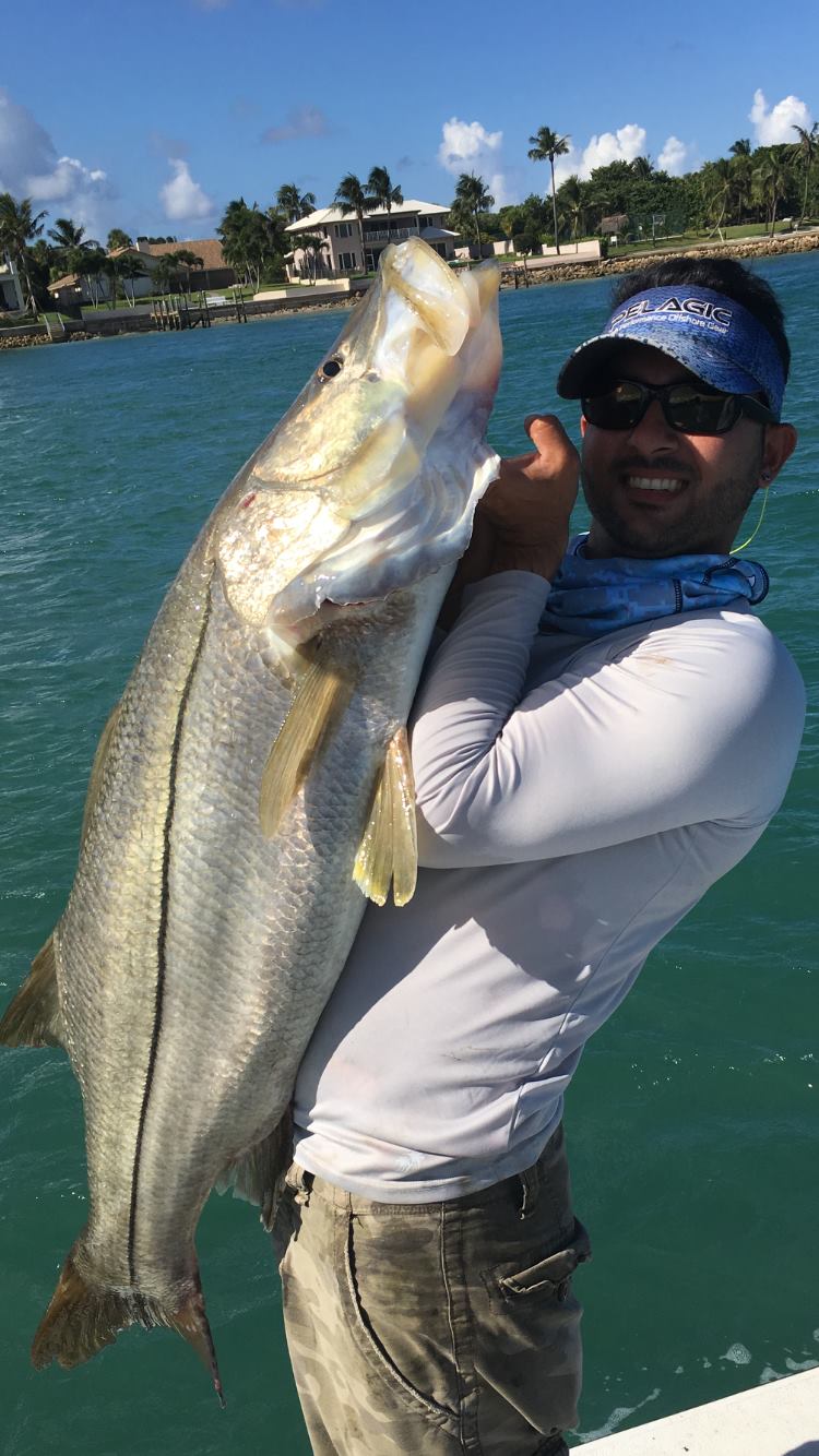 Snook action | Jupiter FL