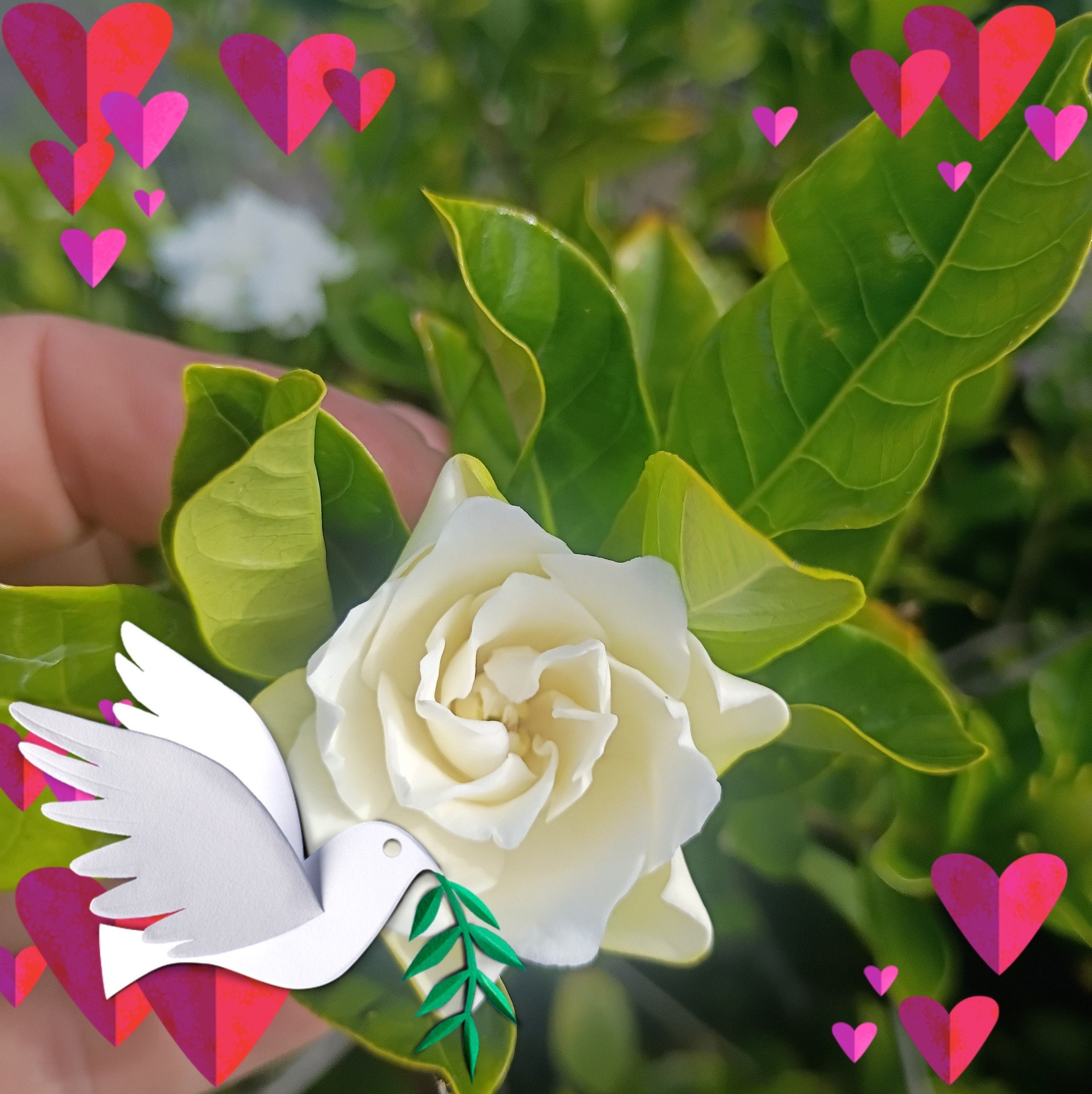 Porqué se deve de podar planta de hievabuena#podar #Planta #Hiervabuena ...