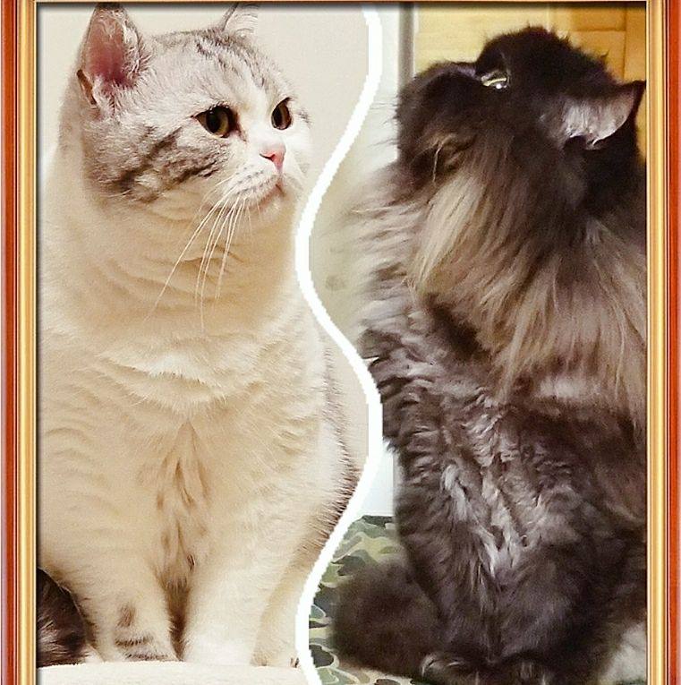 😺【香港貓網蚊網一哥 - 貓義工確認安全】😺 揾貓網唔可以馬虎！ 要安全 要價錢合理 限時優惠 ️ 用以下連結🔗查詢及預約度尺，全單即享早鳥 ...