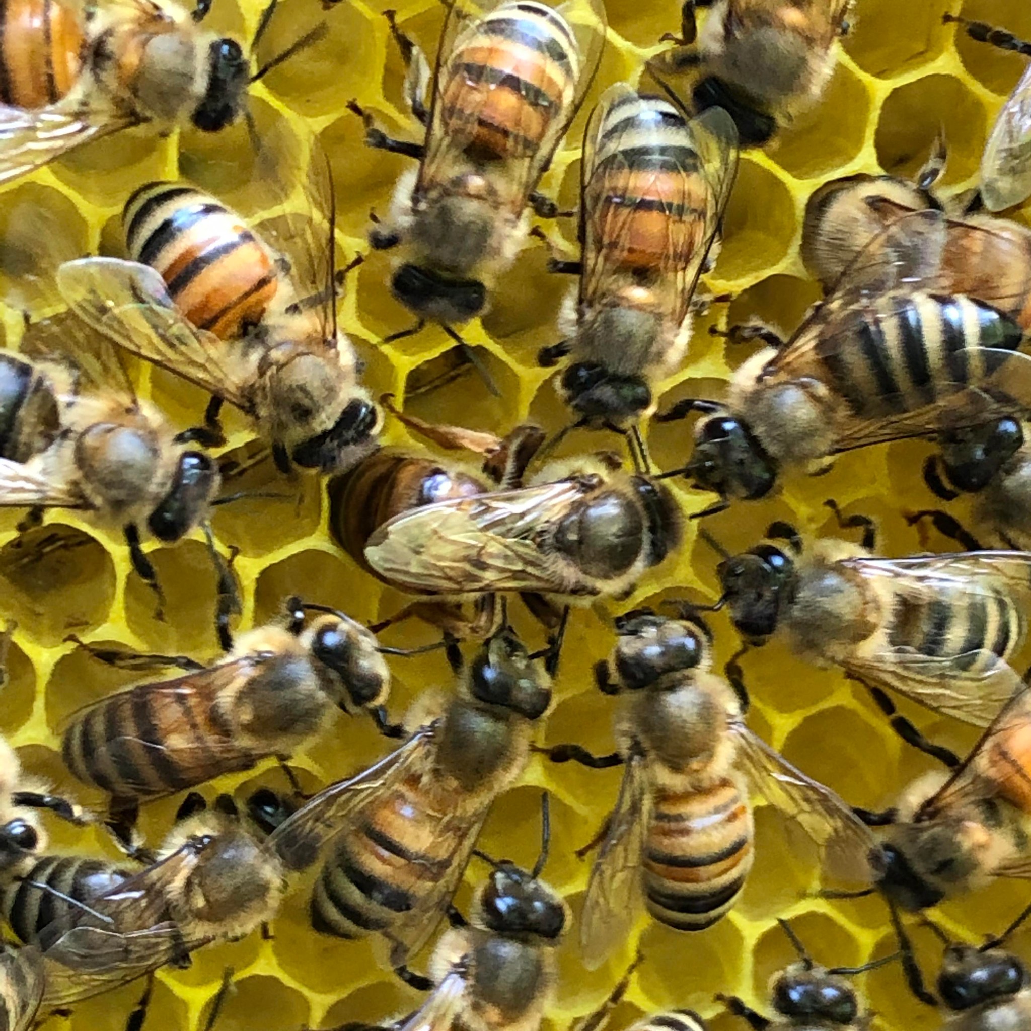 UBeeO Testers | Facebook