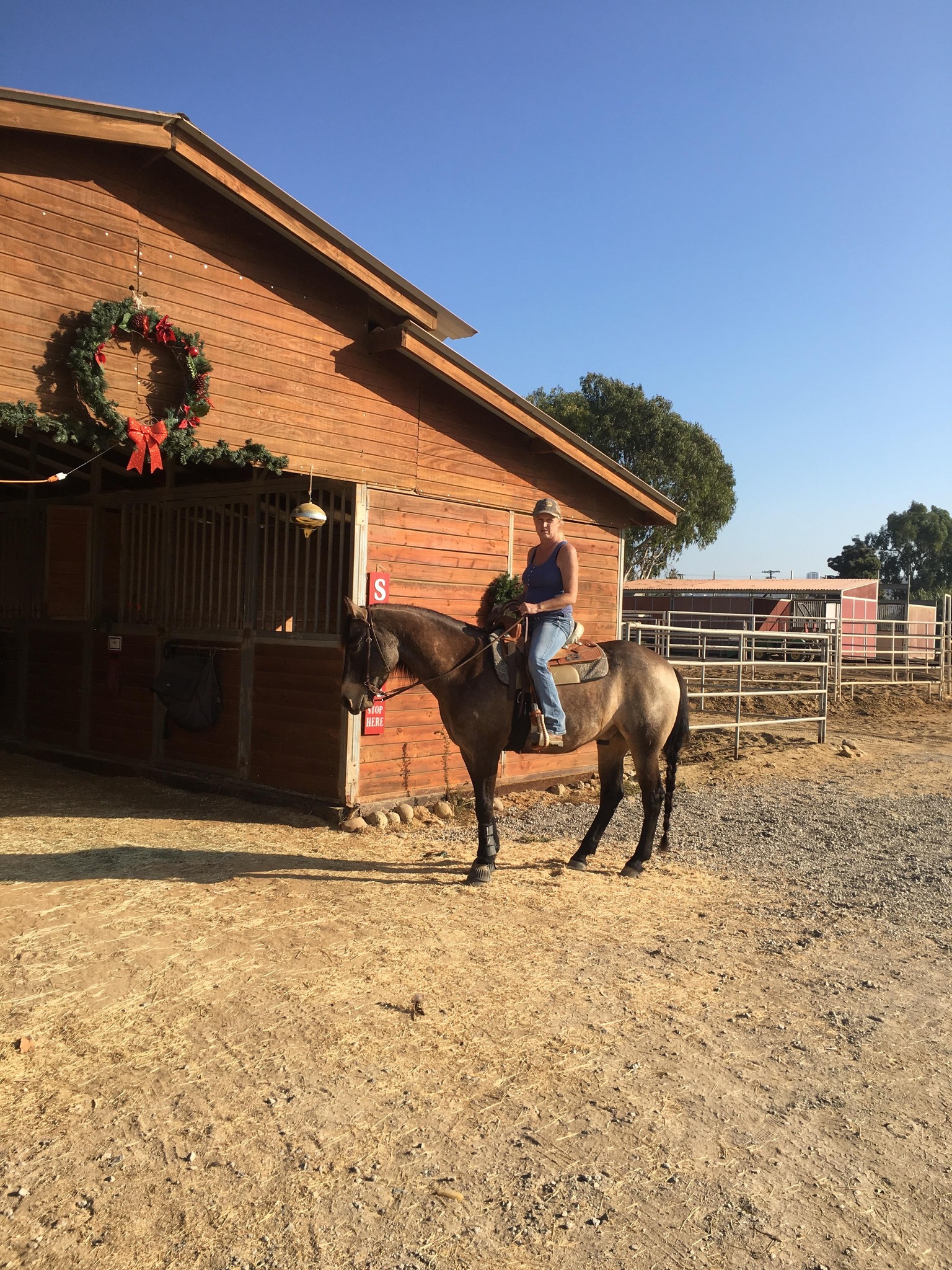 Horse questions, problems, answers, help | Hi all I’m thinking of ...