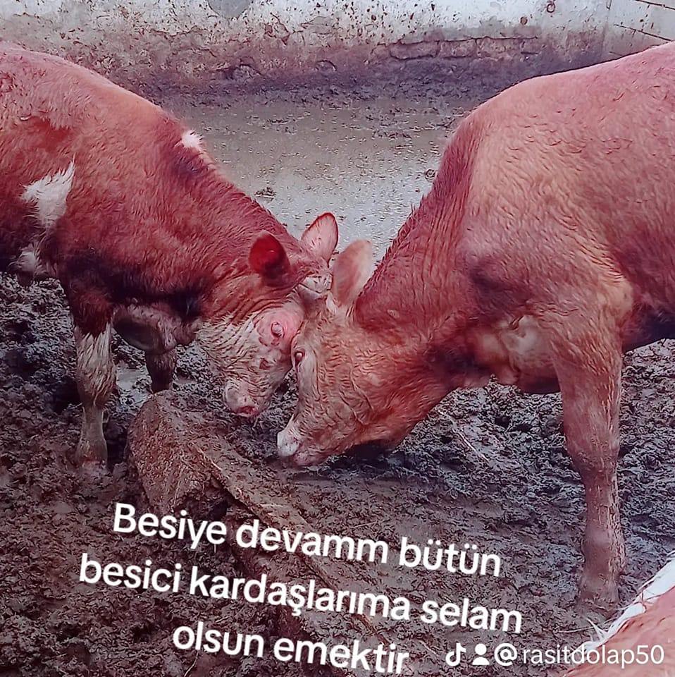 0531 698 1284 simantal 4 er aylık erkek açık besi danaları yer nevşehir ...