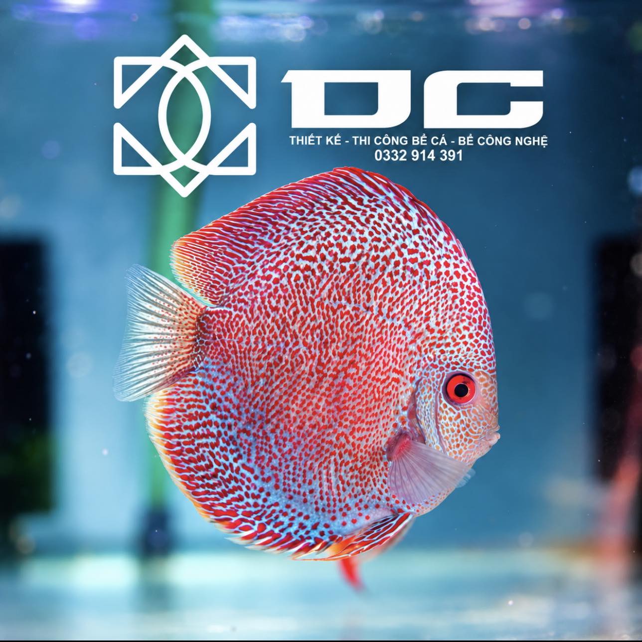 #HiuLDiscus | Phạm Hiếu