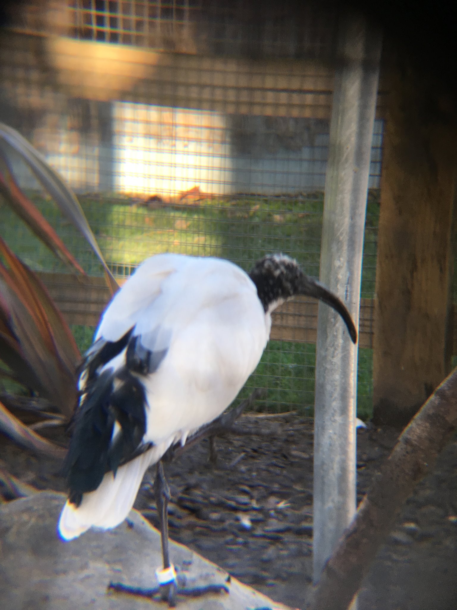 UK Bird, Wildlife and Nature Photography | Hi everyone, does anyone ...