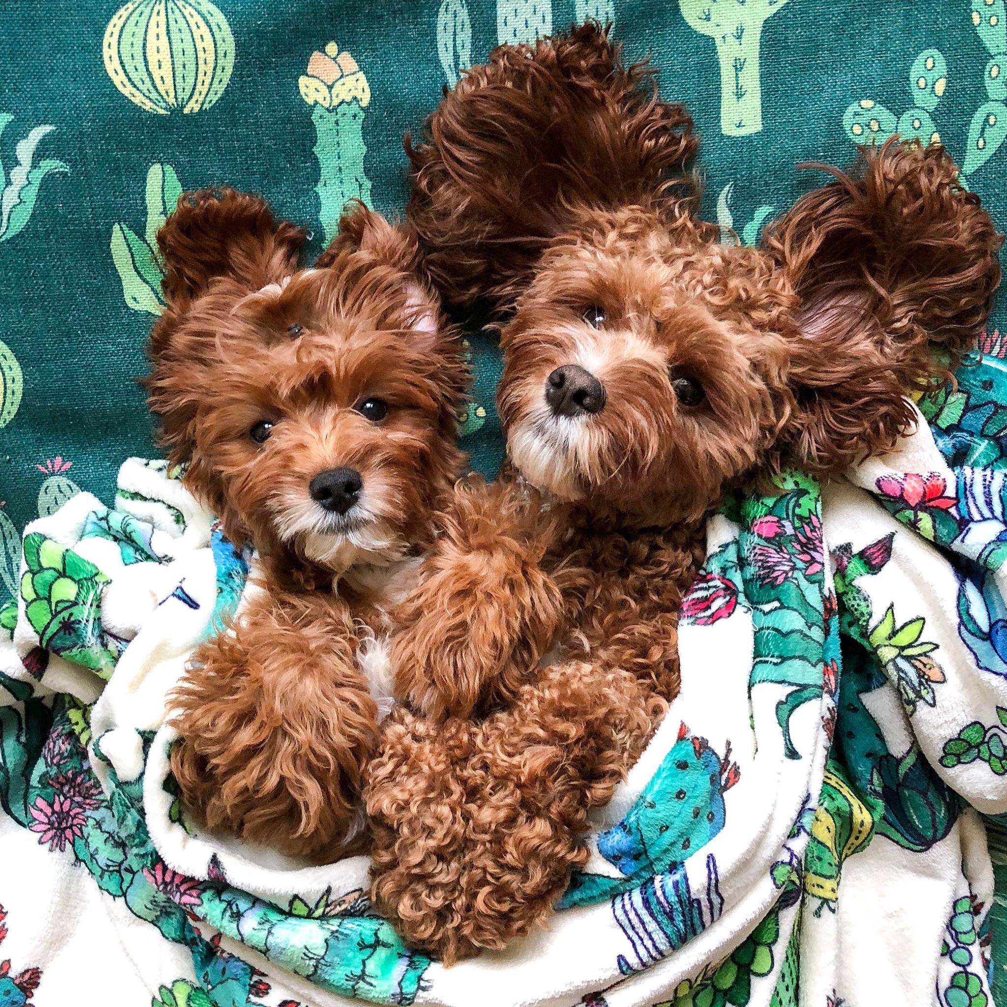 I’m not her puppy; I’m her baby! 🎀 Shop our custom color @contigodogs ...
