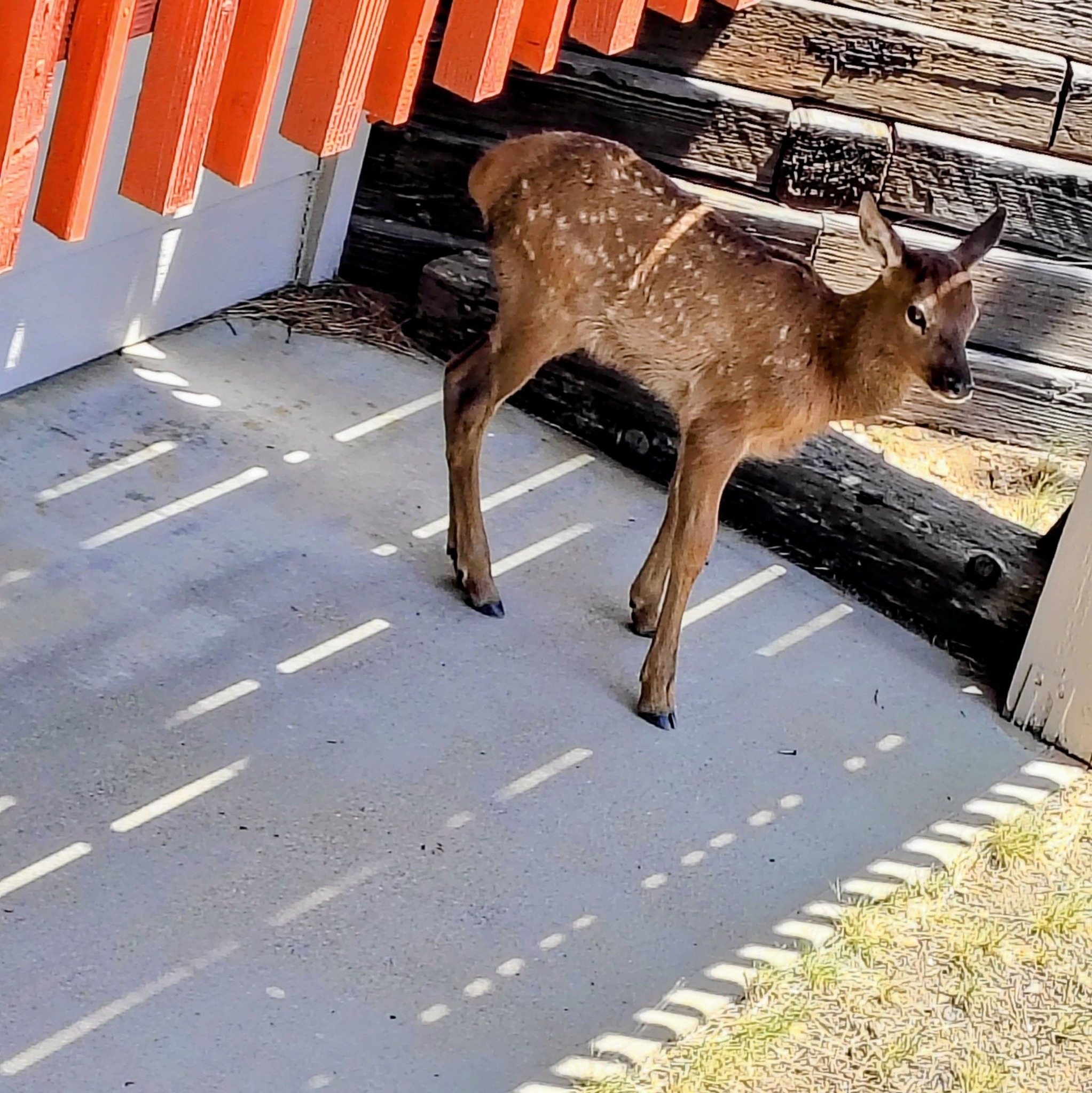 Karoline Leavitt Fans | Do Democrats really want us to believe that ...