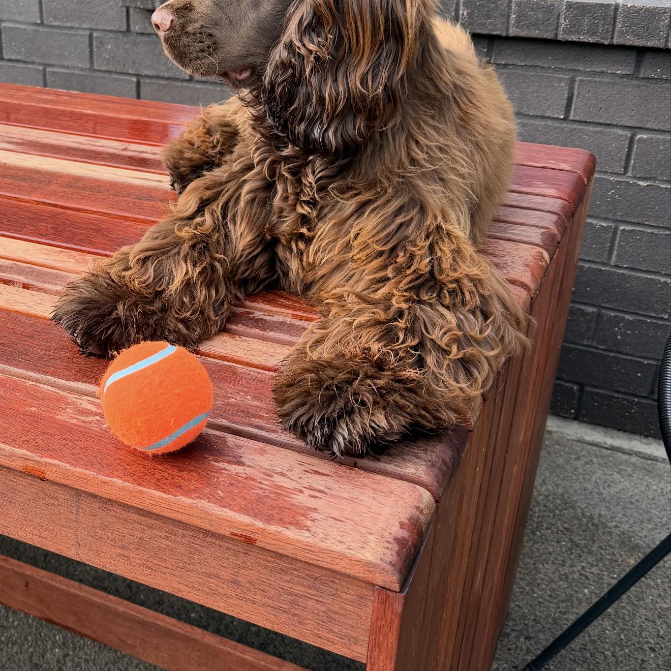 Cocker spaniel? No. Tigger? Yes 💁🏻‍♀️ Ft. Remi🤎 with her chocolate ...
