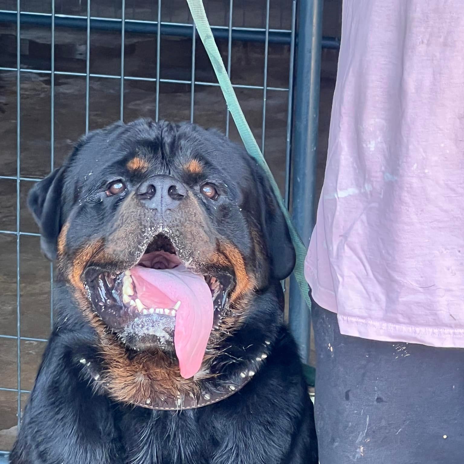 Bigg Boss Rottweiler Kennel/ look at the back on this female 🦾💯 | Ad Brown
