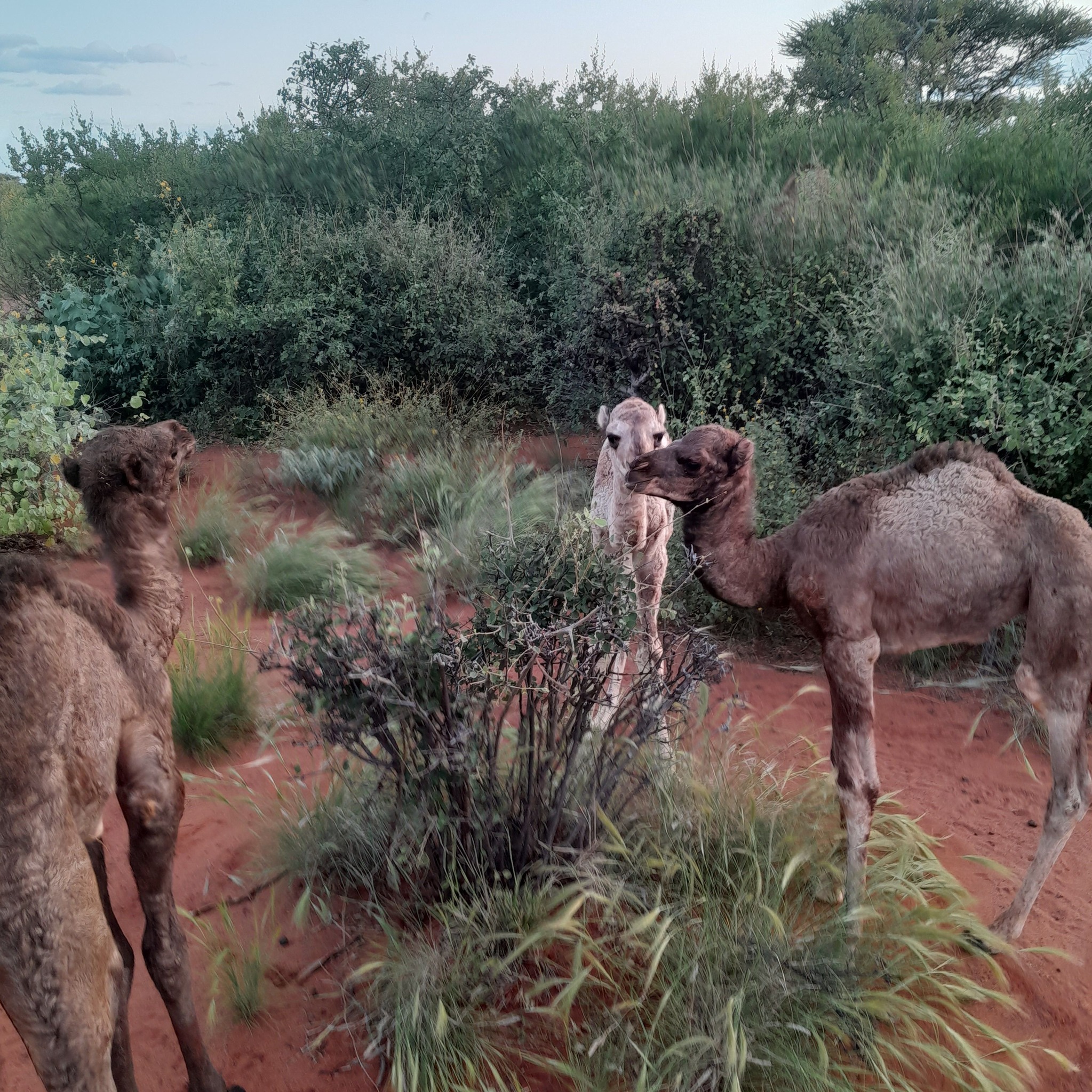 Dhinowda, Hadal-jeedinta Guddoomiye ku-xigeenka 1aad ee Gobolka Mudug ...