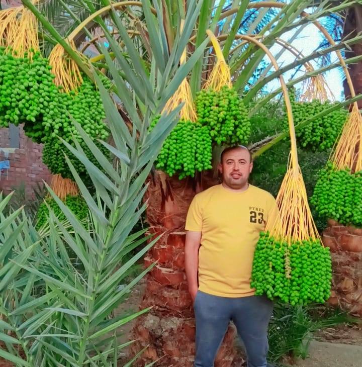 Walid Helmy
