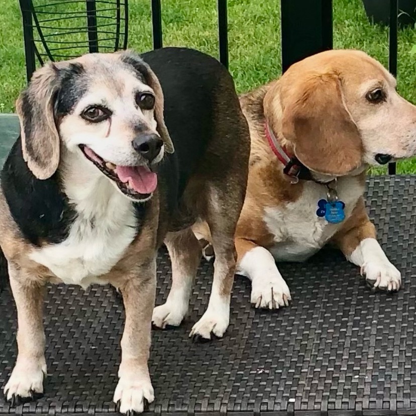 Sheba, butch, precious, Scooby ️ | Facebook