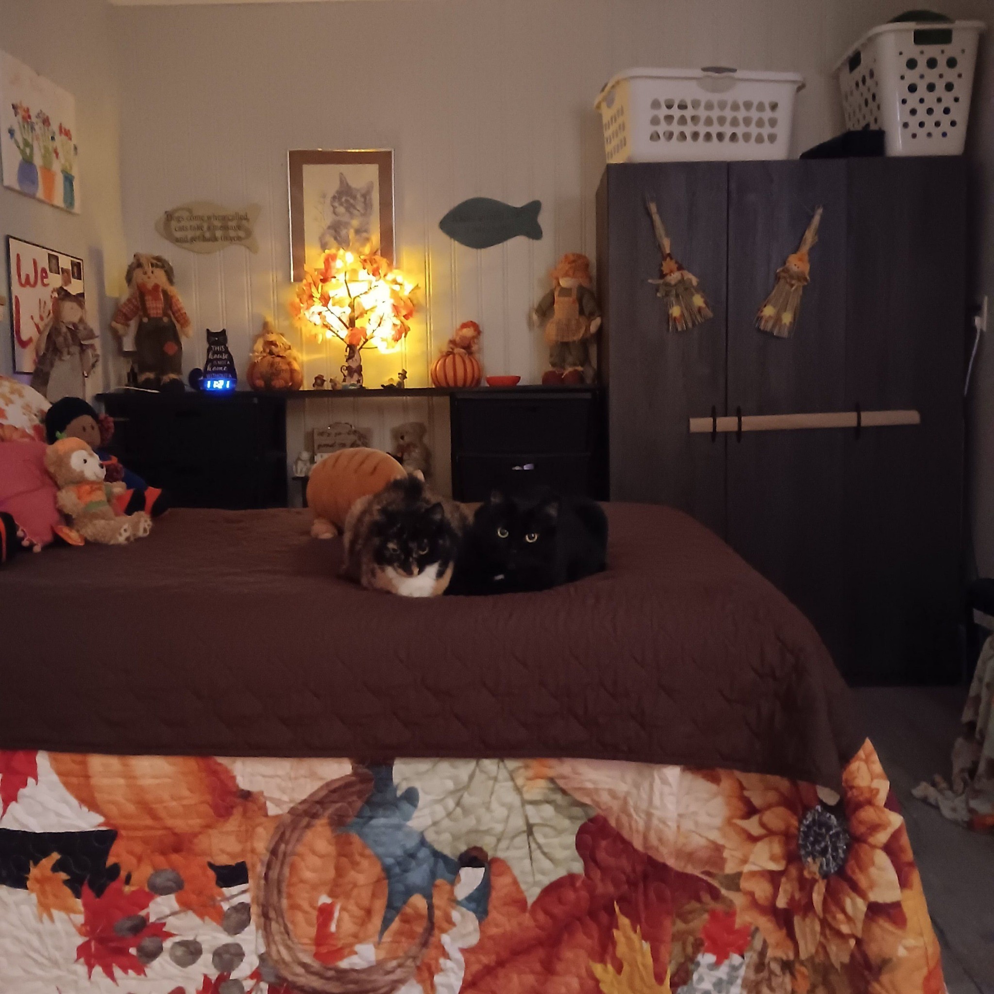 Boo loves his new tree and the toys with it | Donna Albert