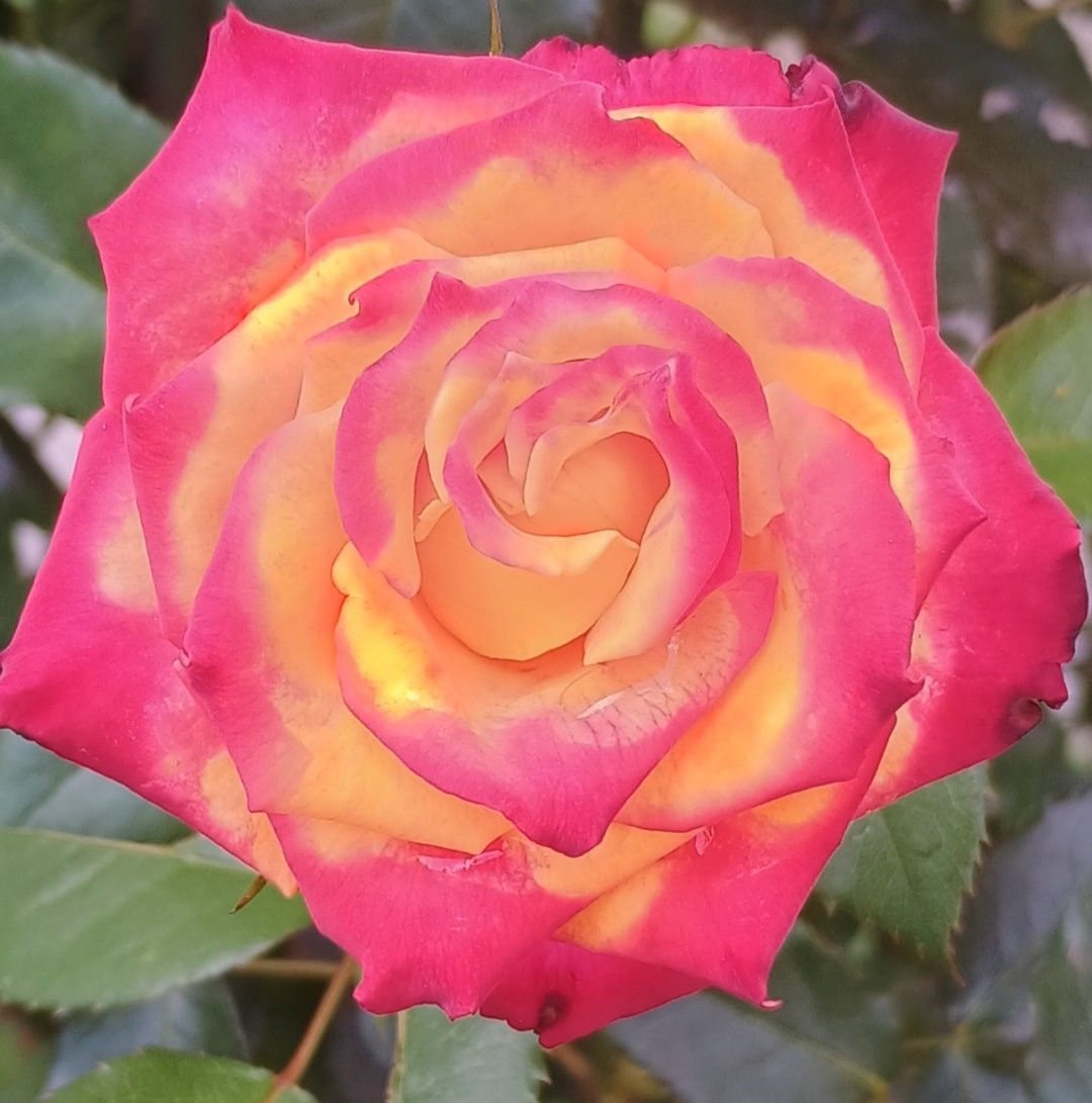 Proof that less really is more 🤍 | Tiny House Arena