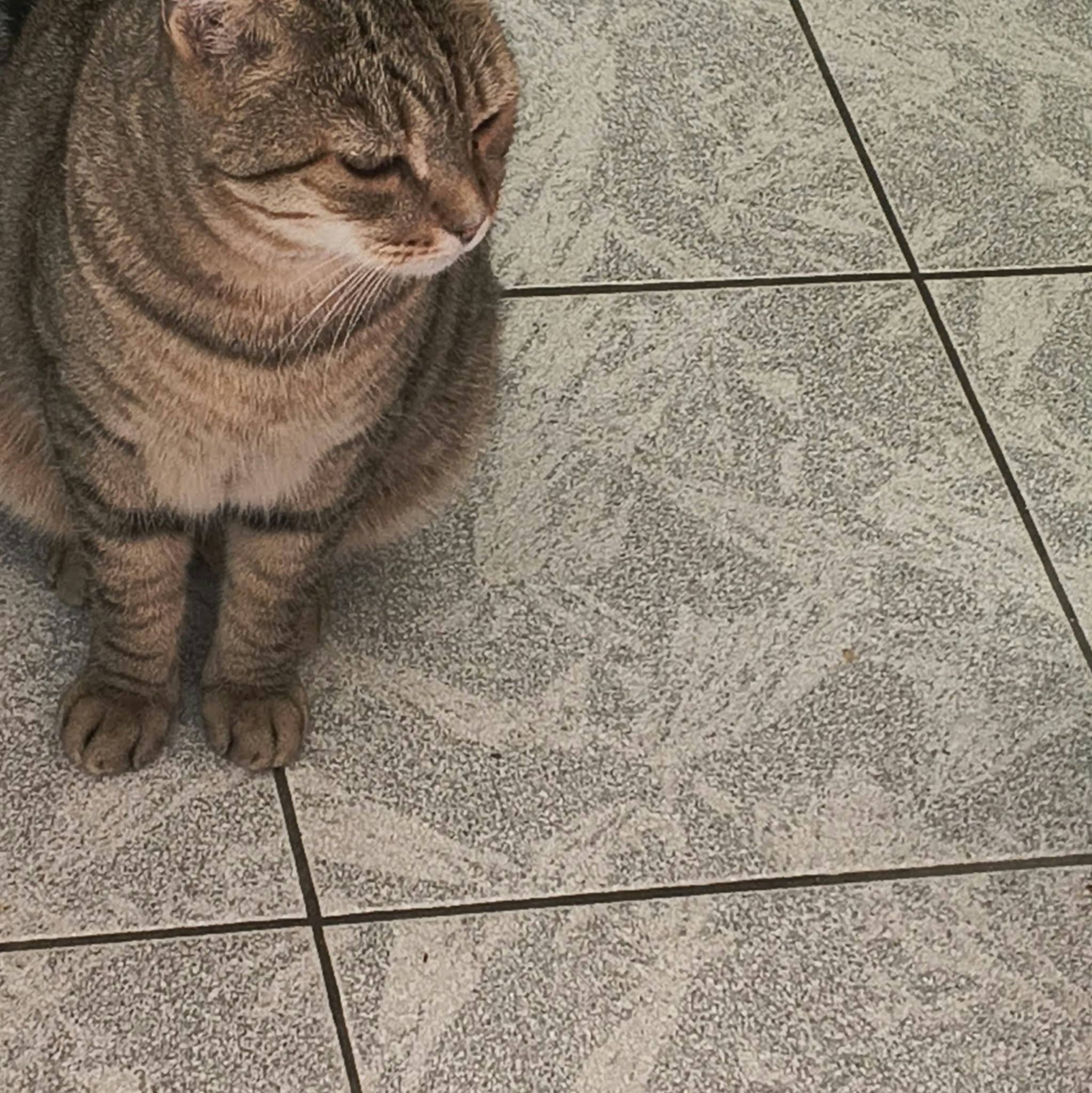 Molly 💕 | Hai Un Gatto Bianco