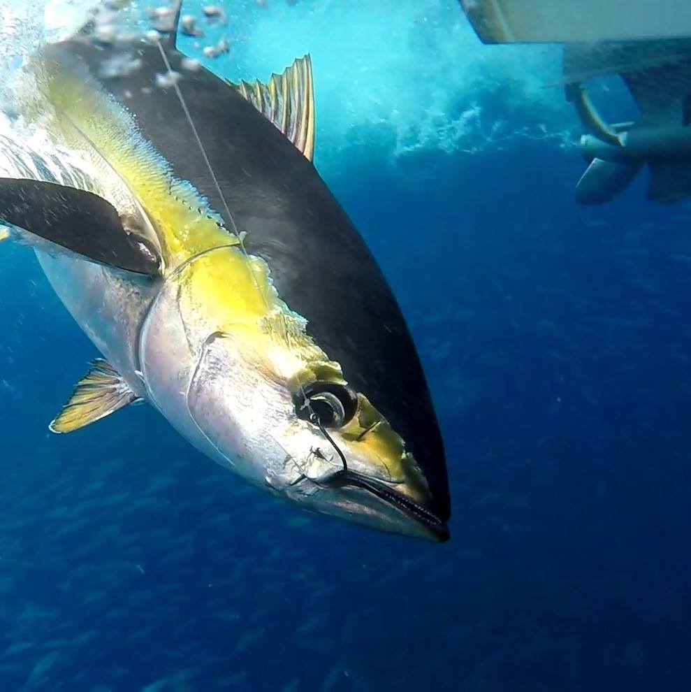 Come Fish Panama | Boca Chica