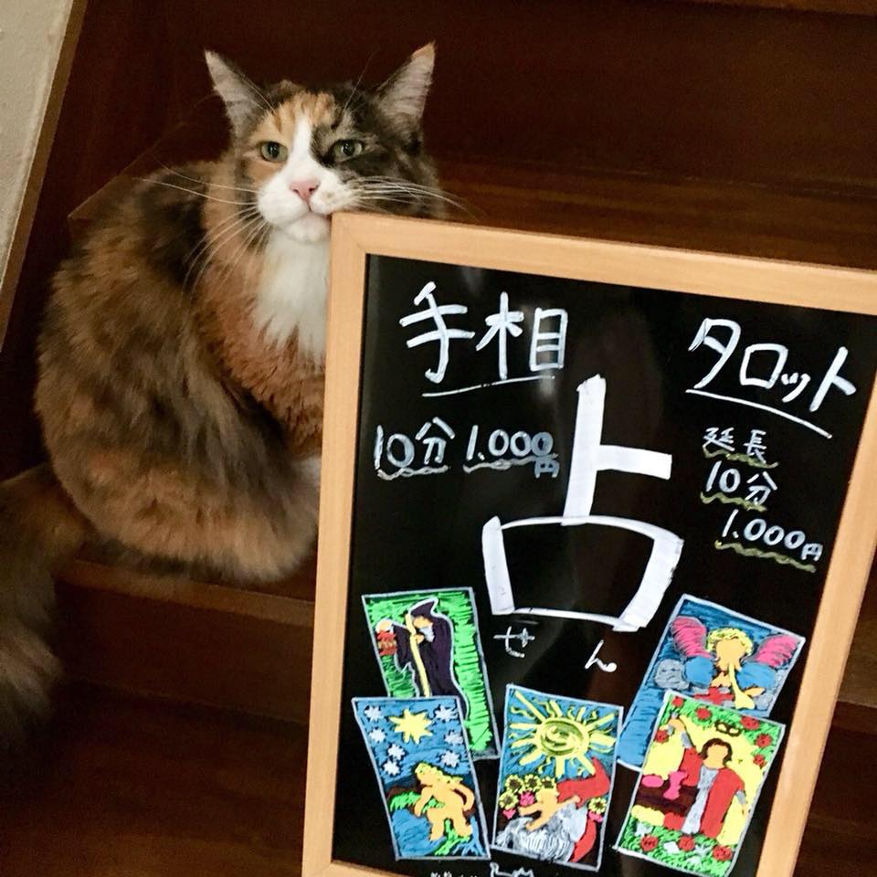 占い 占 せん
