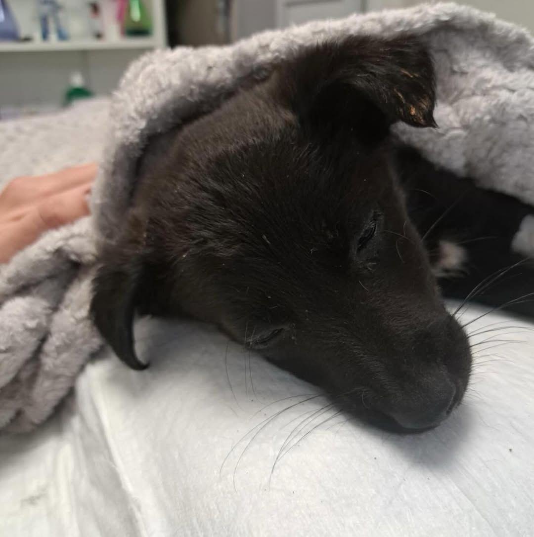 Mercy Hope Rescue