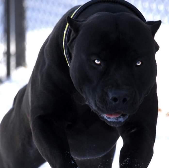 Jackson - John Henry Roper, known as “Bad Boy”, peacefully journeyed ...