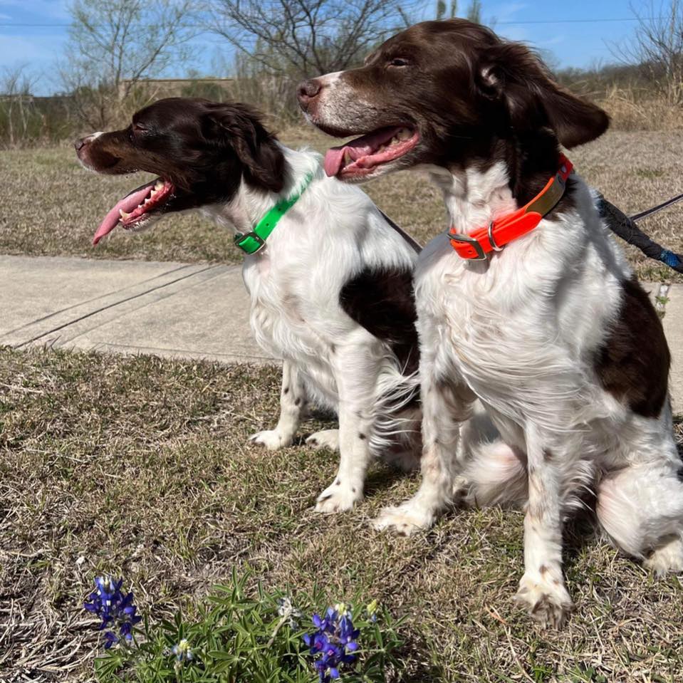 Chaparral - The Chap hosted a walk-in Quail Hunt Jan 3-4, 2026. We had ...