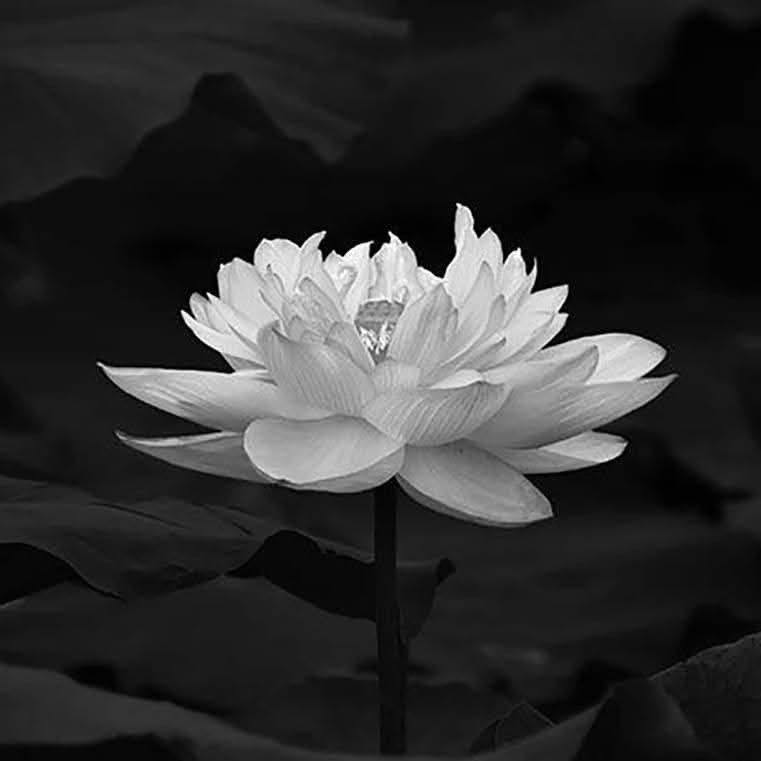 Rèm Màn Kim Huê