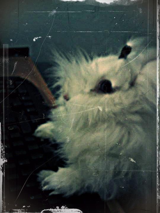 Clark Bunny: El blog de un conejo angora.