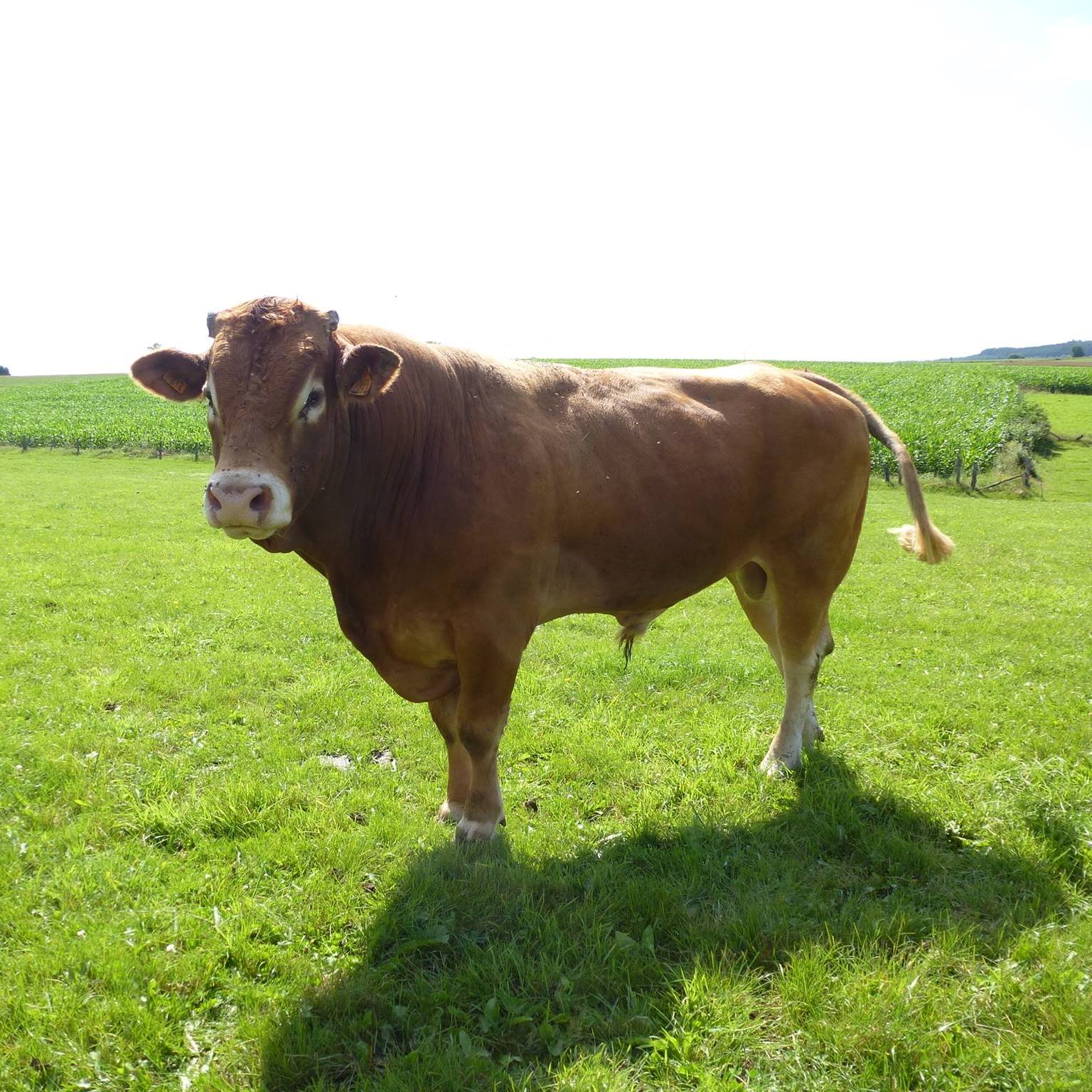 ferme-du-coudrier-bertrix