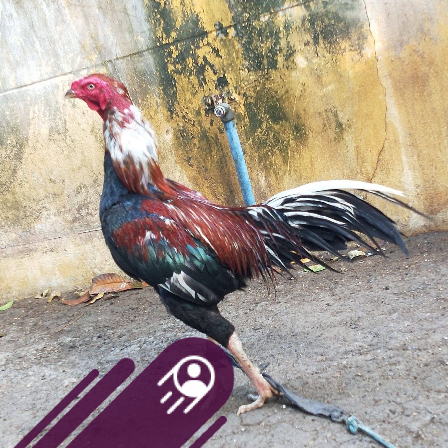 #Kaki_nemali_pingala 🐓🔥 | Rooster's Den