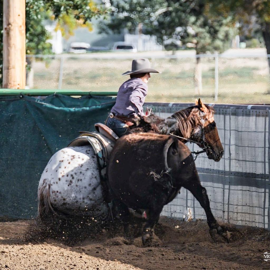 Dynamite Performance Horses | Dillon MT