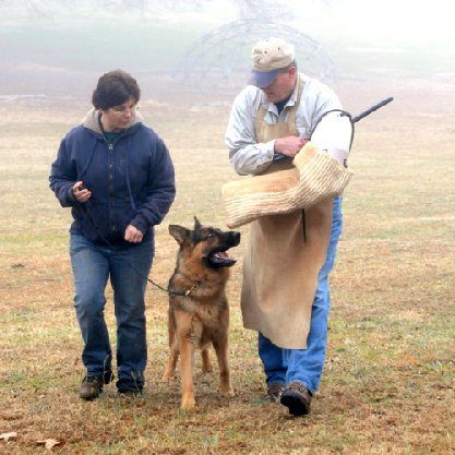 Von Mathaus Working German Shepherds