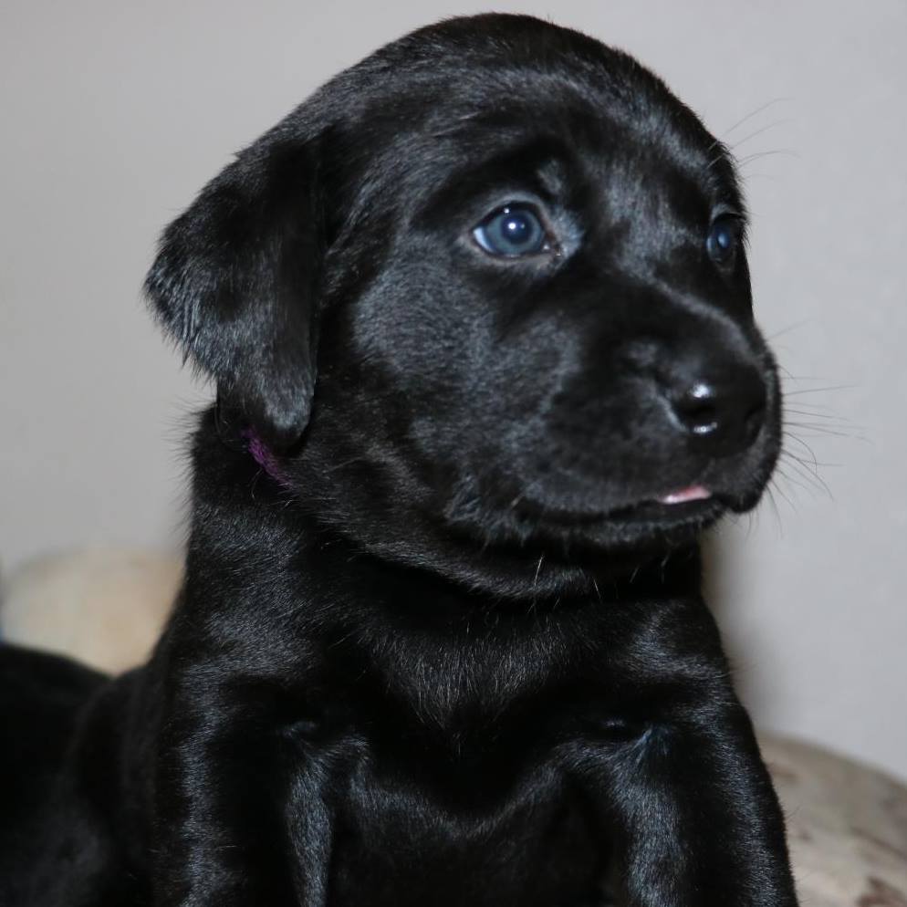 Mountain Ridge Labradors, LLC | Laramie WY