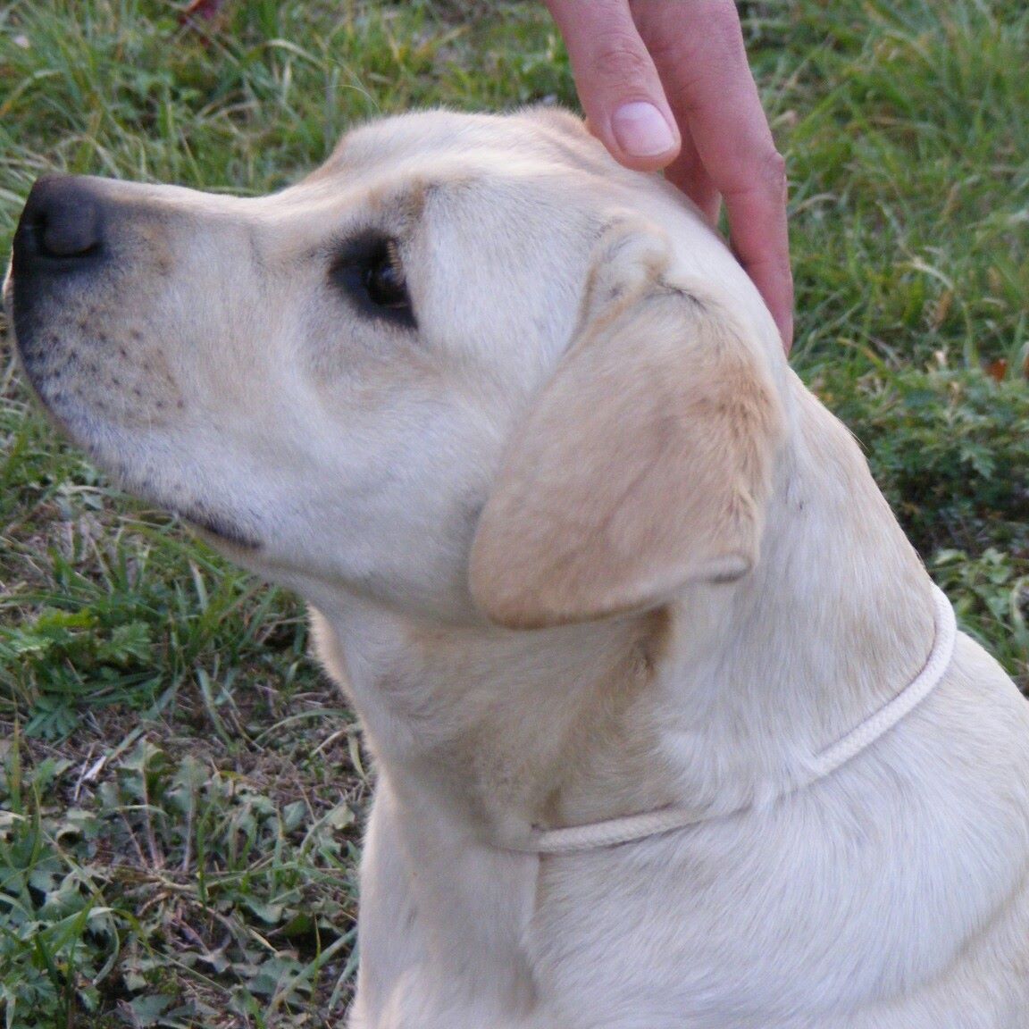 Perfect Breed FCI Hodowla psów Labrador Retriever | Prochowice gmina