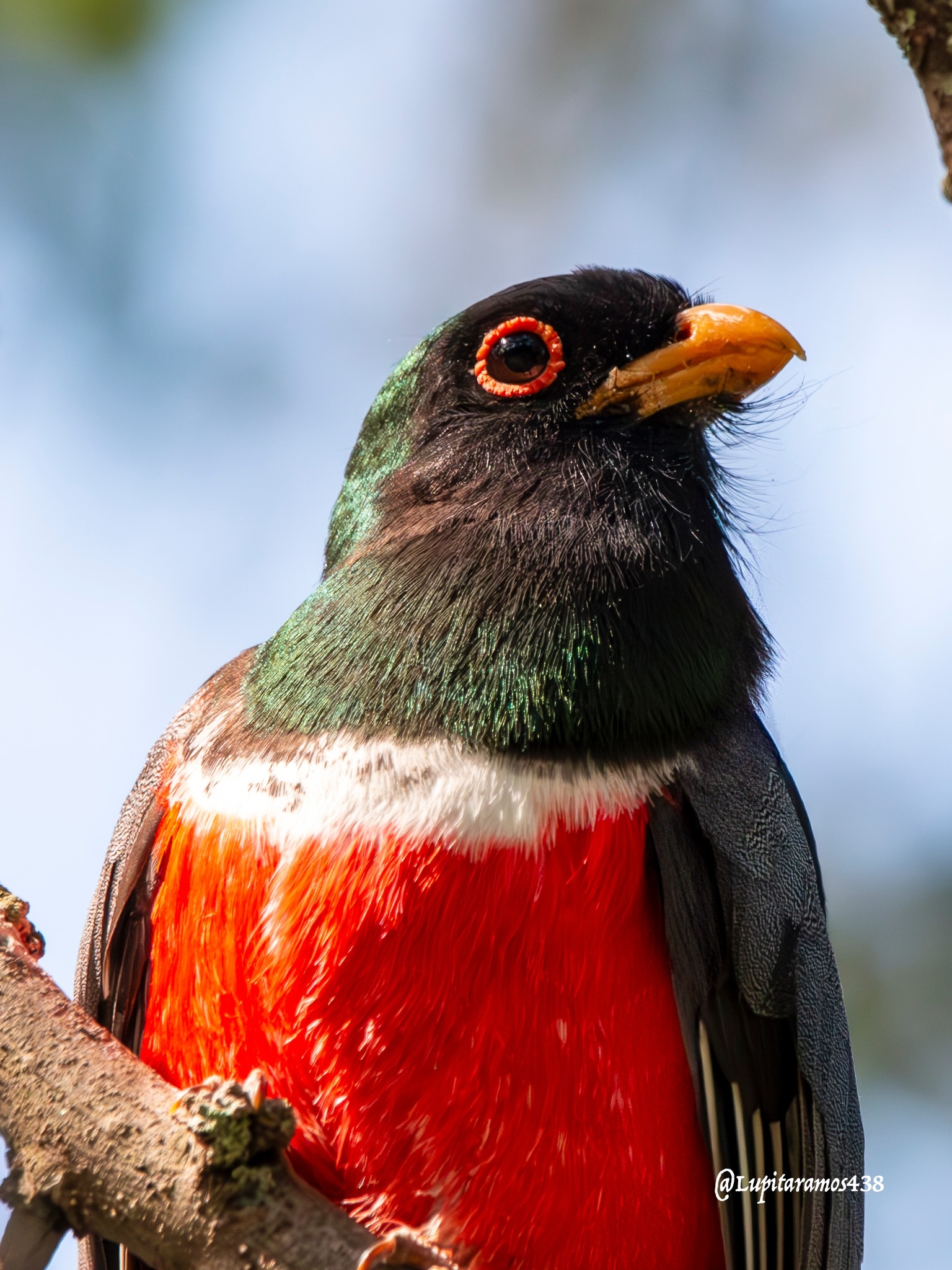 Colima Bird Watching Club | Papamoscas copeton / Mitrephanes ...