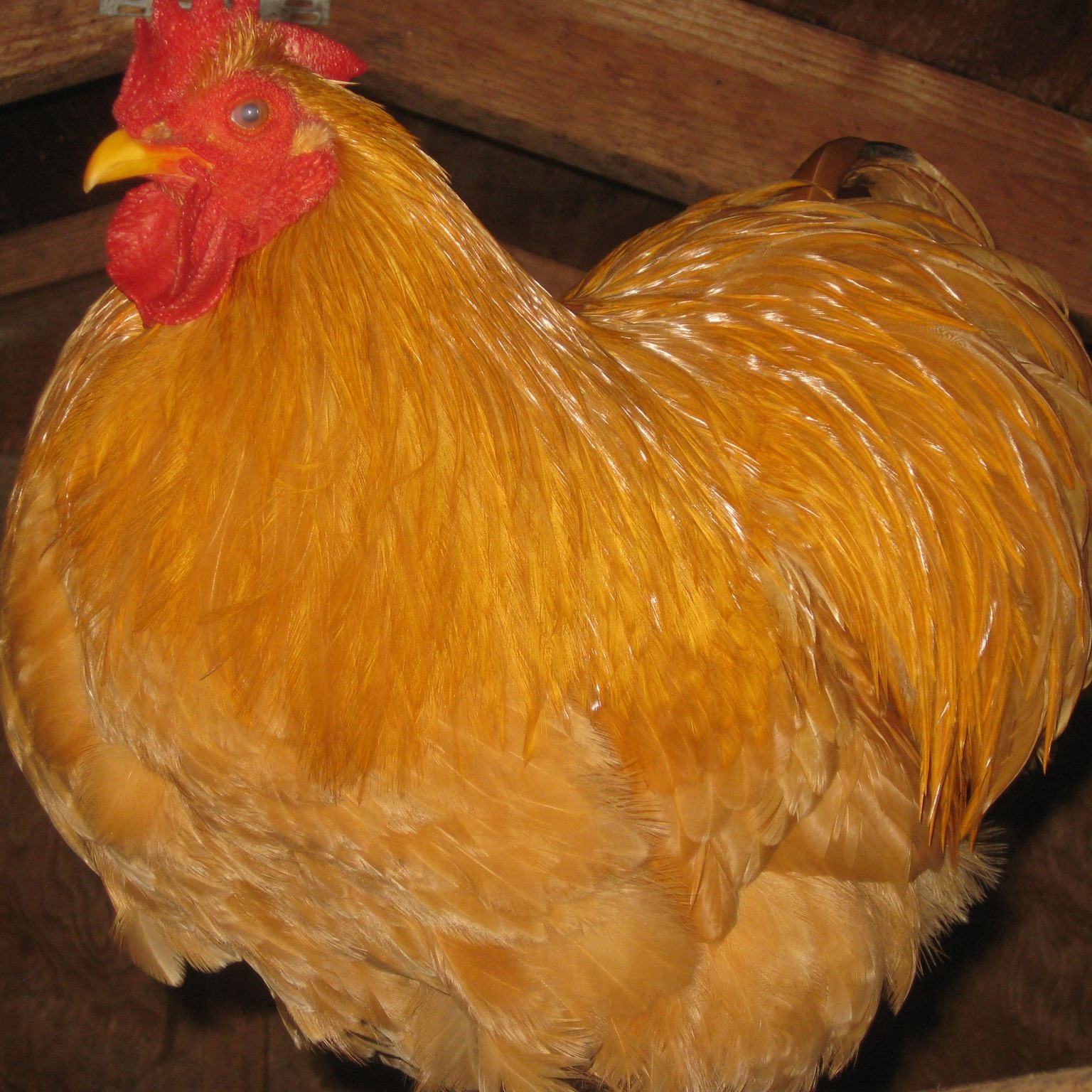 Buff Cochin Breeders | Birds of a feather..... | Facebook