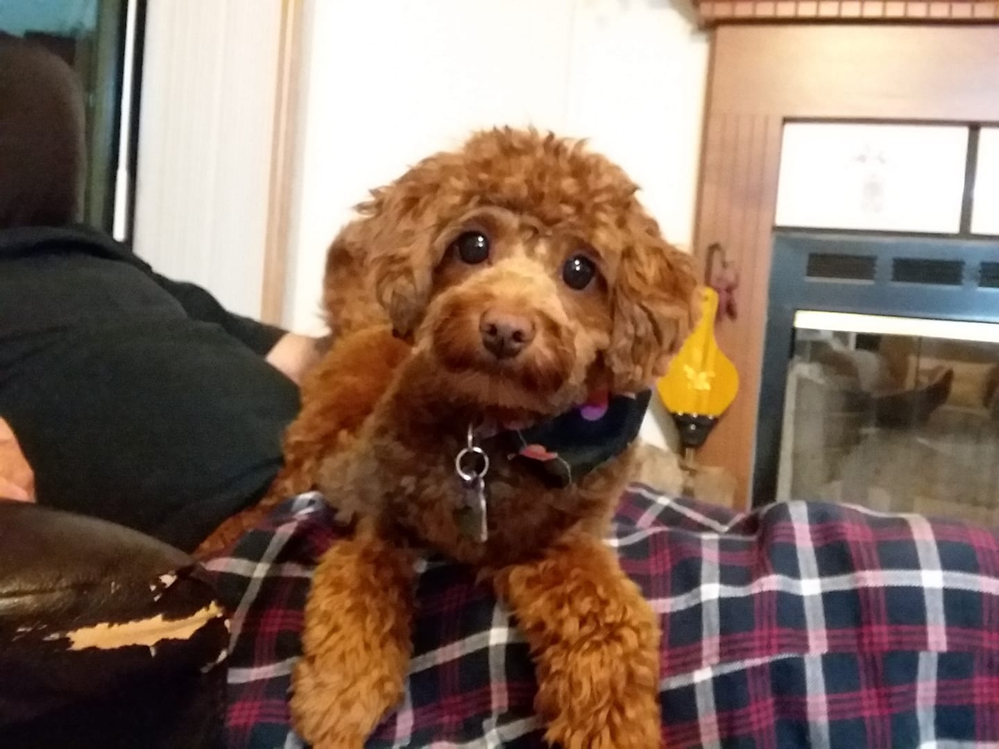 How much do your Cavapoos shed? | Facebook