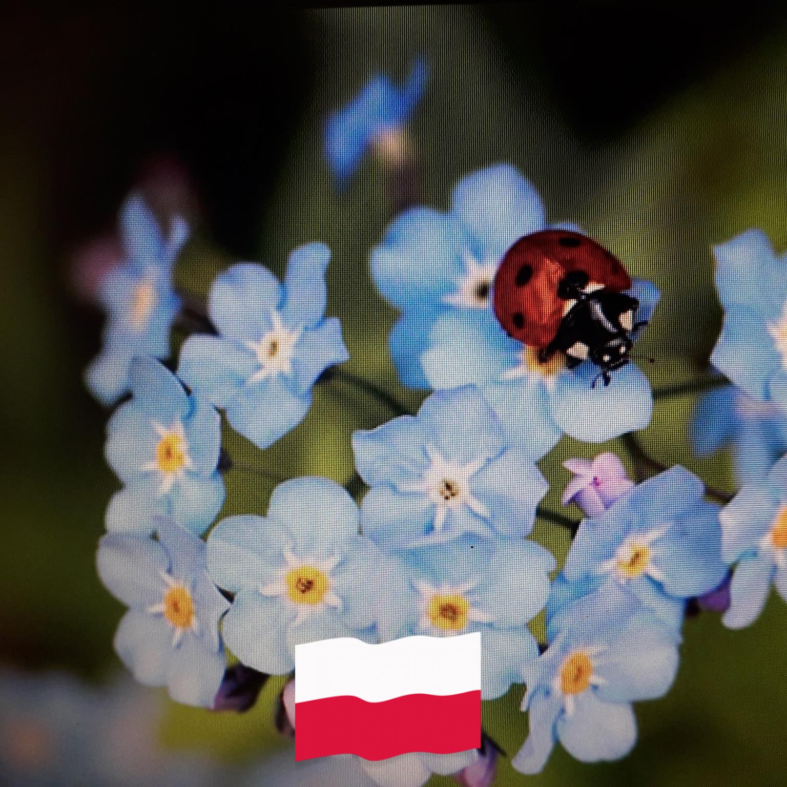Ale ekipę zmontowali! 🫣 A Ty, którą ekipę wybierasz? Ja w sobotę widzę ...