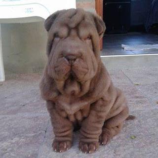 Criadero raza shar pei 