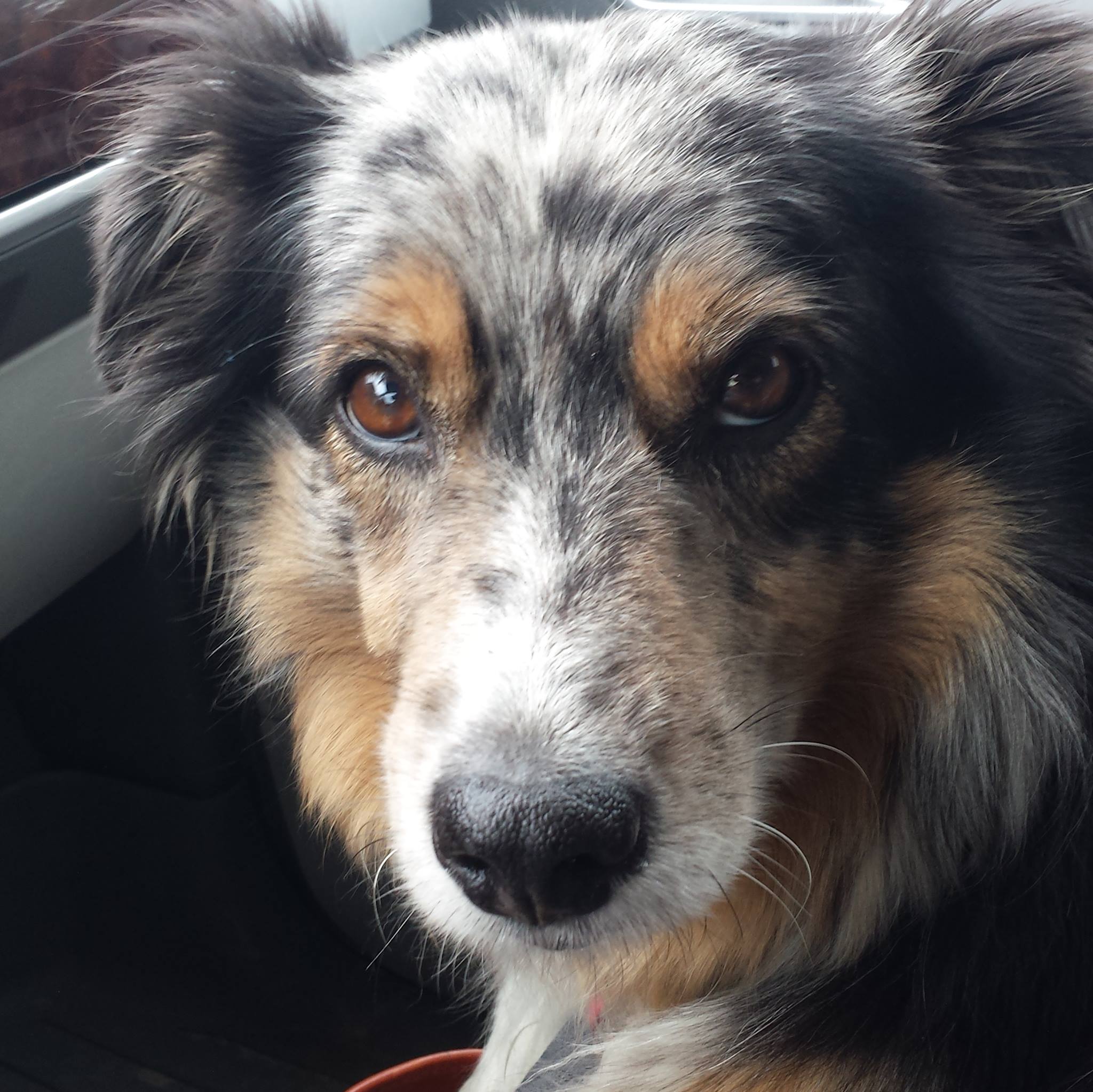 Short Haired Border Collie Fans!! | Throwback Thursday 📷 Comment with a ...